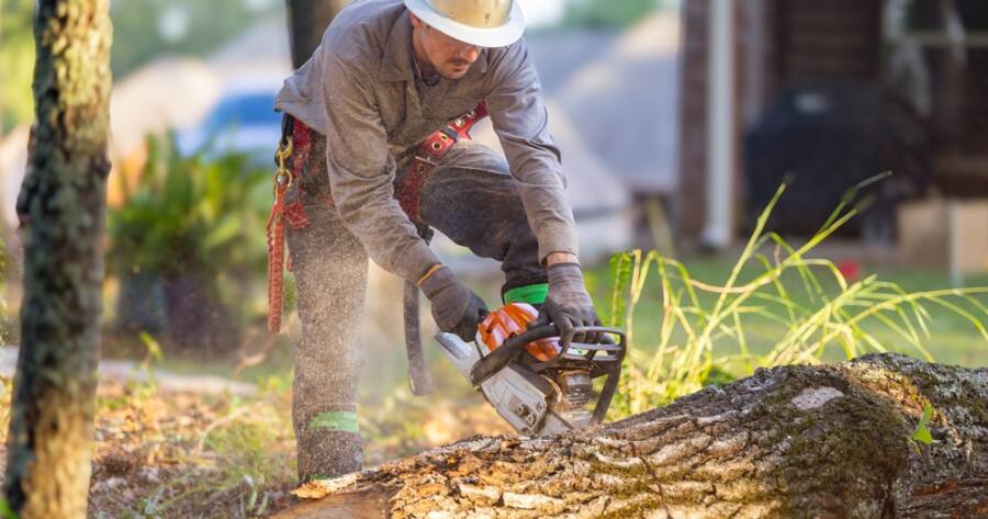 Choosing Reliable Tree Cutting Services Near You